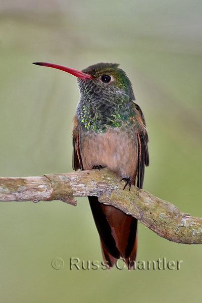 Buff-bellied Hummingbird © Russ Chantler